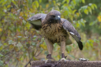 The Raptor Trust, Great Swamp, Millington, NJ 2017-71D-6628, Red-tailed Hawk