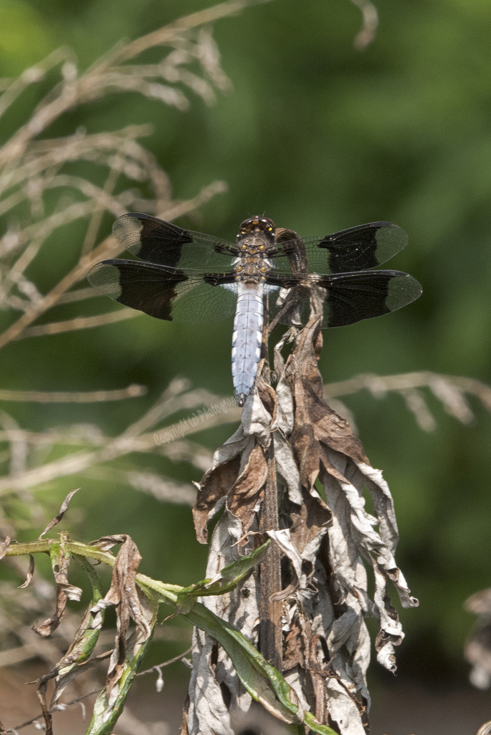 Dragonfly