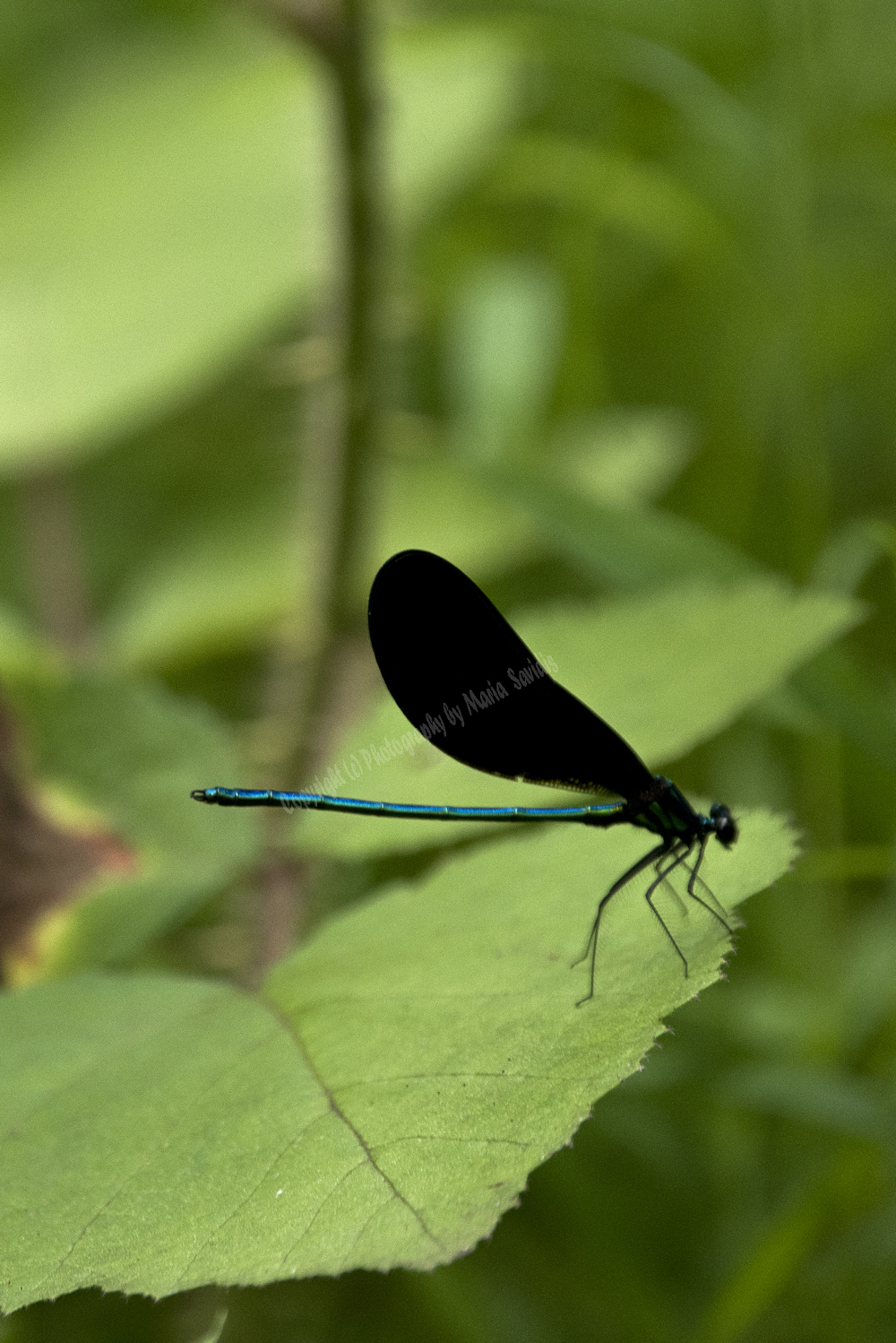 Damselfly