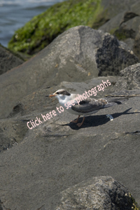 Island Beach State Park, NJ 2017 71d-5168 - Young Common Tern