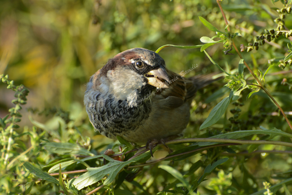 House Sparrow