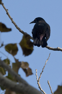 Jersey City, NJ 2017-8DS-6883, American Crow