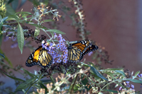 Jersey City, NJ 20178Ds-6891, Monarch Butterfly