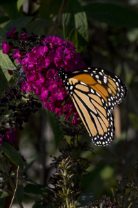 Jersey City, NJ 20178Ds-6898, Monarch Butterfly