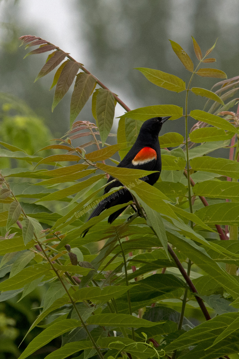 Red-winged Blackbird