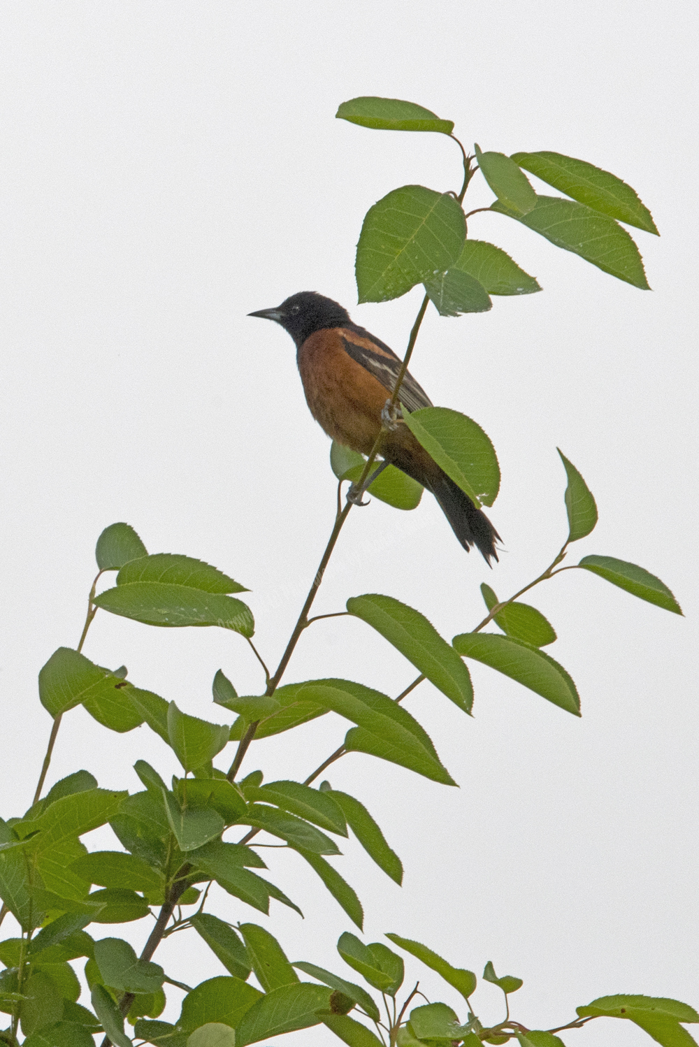 Orchard Oriole