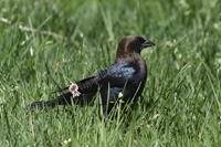 Jersey City, NJ, April 2019-8DS_0728Brown-headed Cowbird