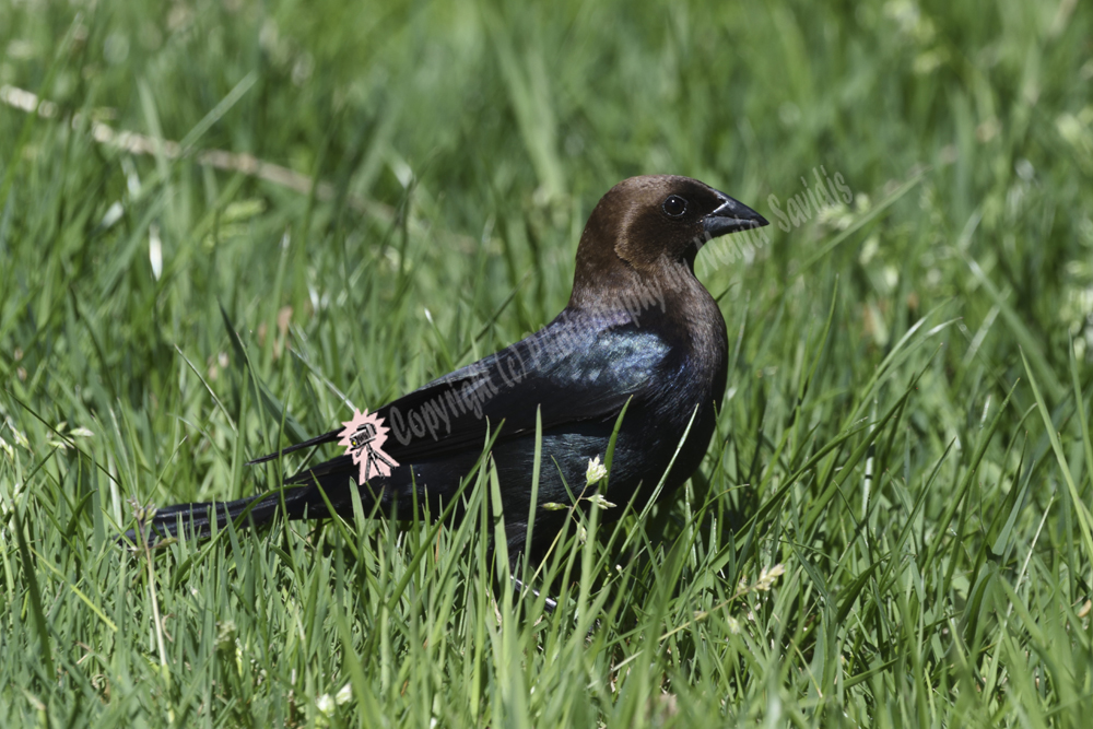 Juvenile Female Brown-headed Cowbird, West Orange, NJ