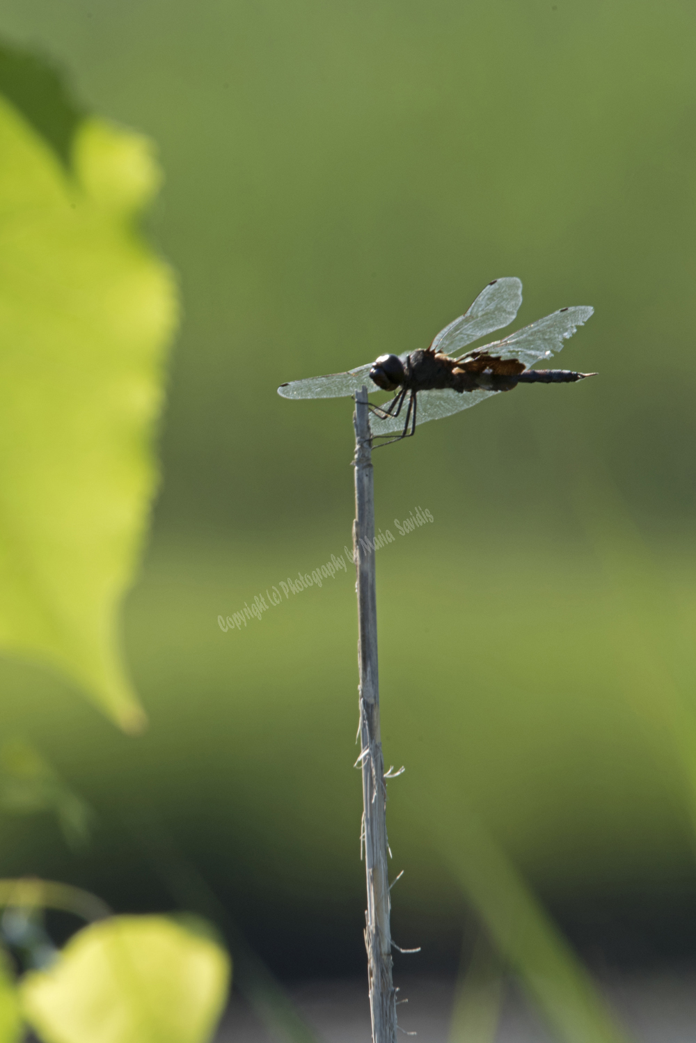 Dragonfly