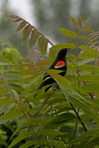 Liberty State Park, Jersey City, NJ June 2017-8ds-2763CR, Red-Winged Blackbird