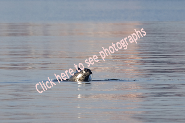 Click here to see photographs of Harbor Seal