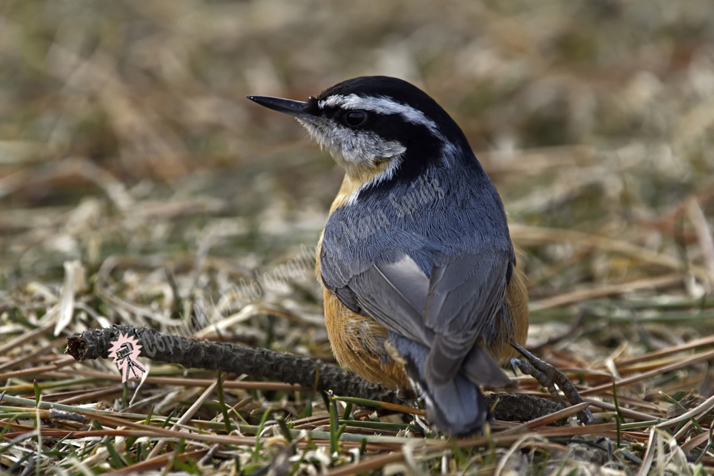 Red-breasted Nuthatch, Liberty State Park, Jersey City, NJ March 2019