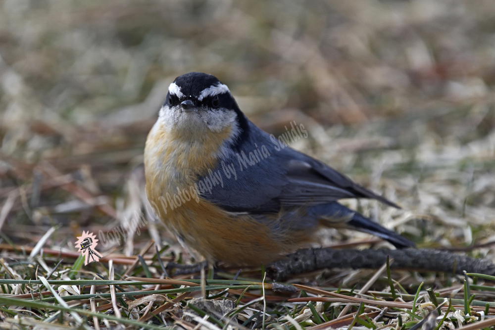 Red-breasted Nuthatch, Liberty State Park, Jersey City, NJ March 2019