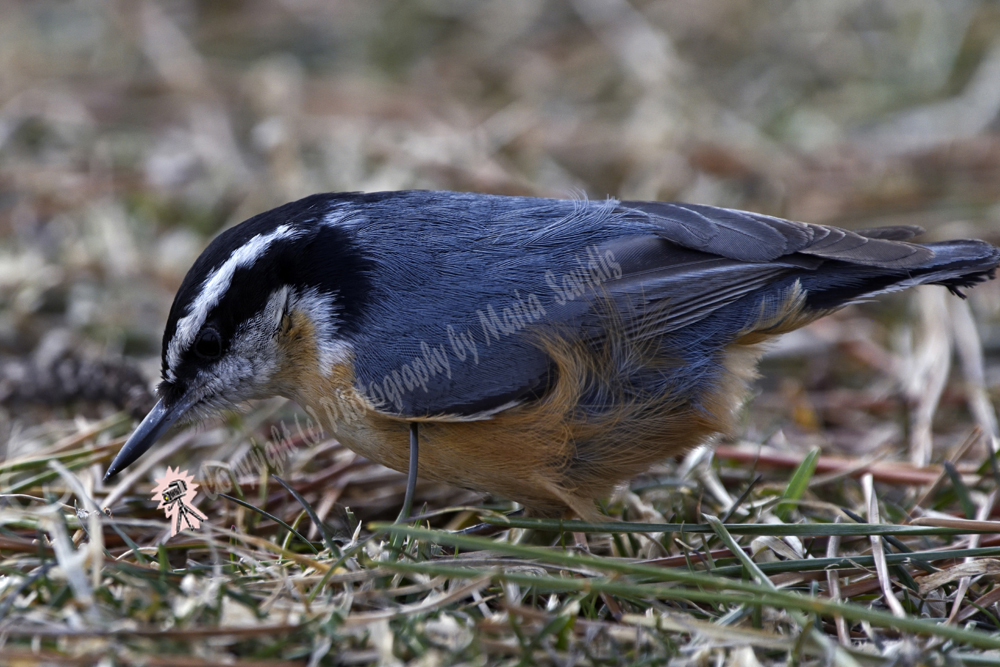 Red-breasted Nuthatch, Liberty State Park, Jersey City, NJ March 2019