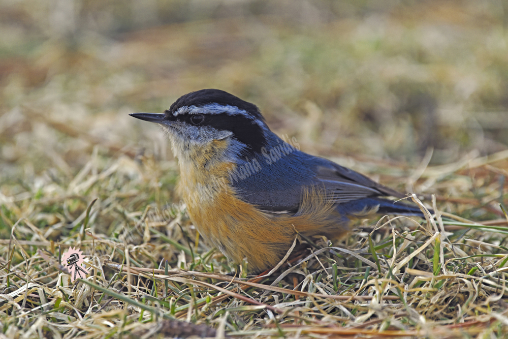 Red-breasted Nuthatch, Liberty State Park, Jersey City, NJ March 2019