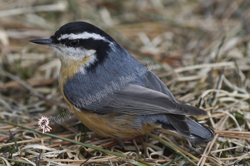 Red-breasted Nuthatch, Liberty State Park, Jersey City, NJ March 2019