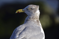 Barnegat Lighthouse State Park, NJ 2019-8ds-5183, Herring Gull