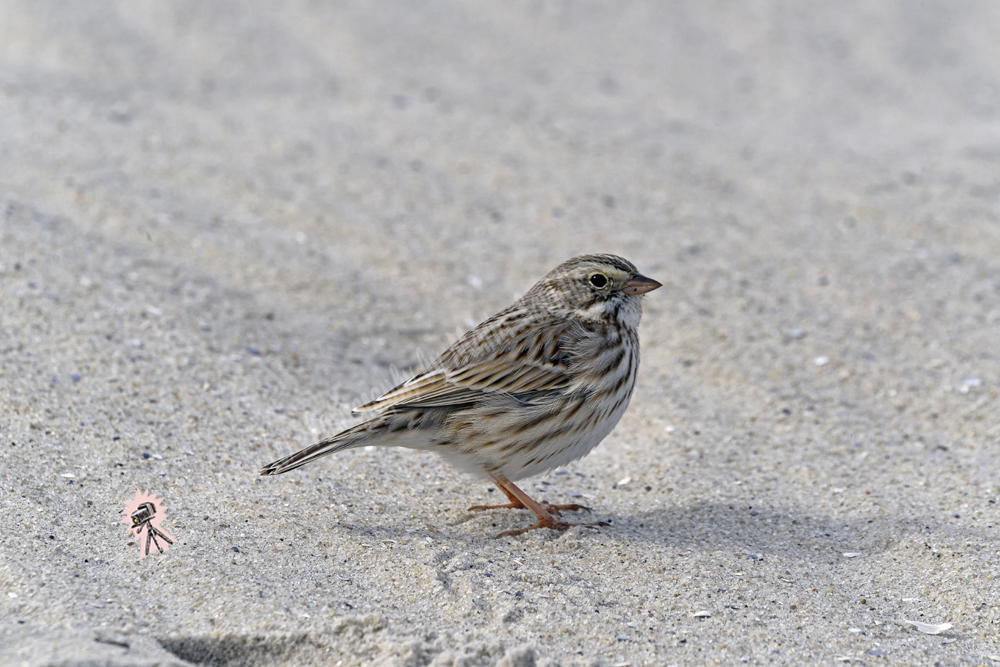 Barnegat Lighthouse, LBI, NJ 2019-8ds-5914,Ipswich form of the Savannah Sparrow