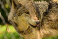 Link to photos from Lakota Wolf Preserve