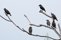 Lyndhurst, NJ 2017-8DS-7096, European Starling