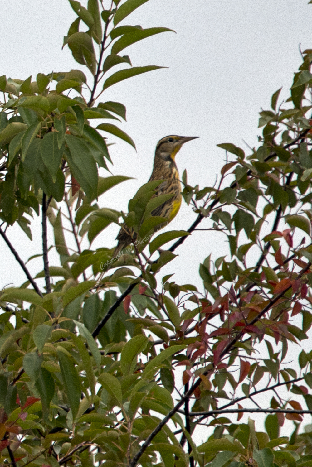 Eastern Meadowlark