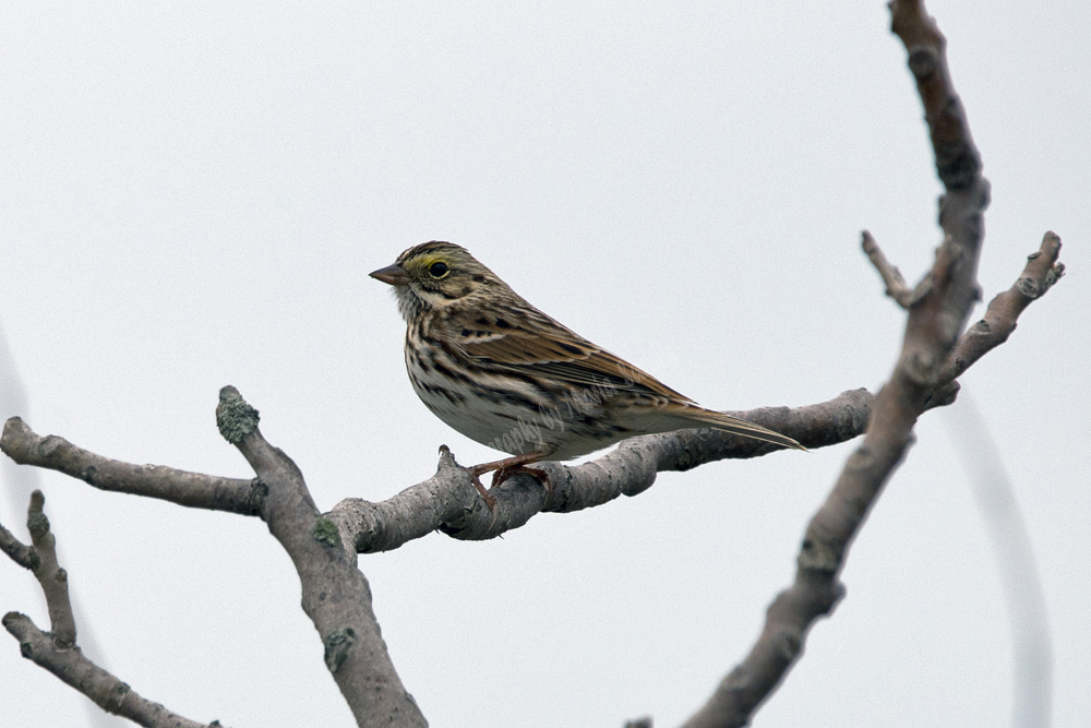 Savannah Sparrow