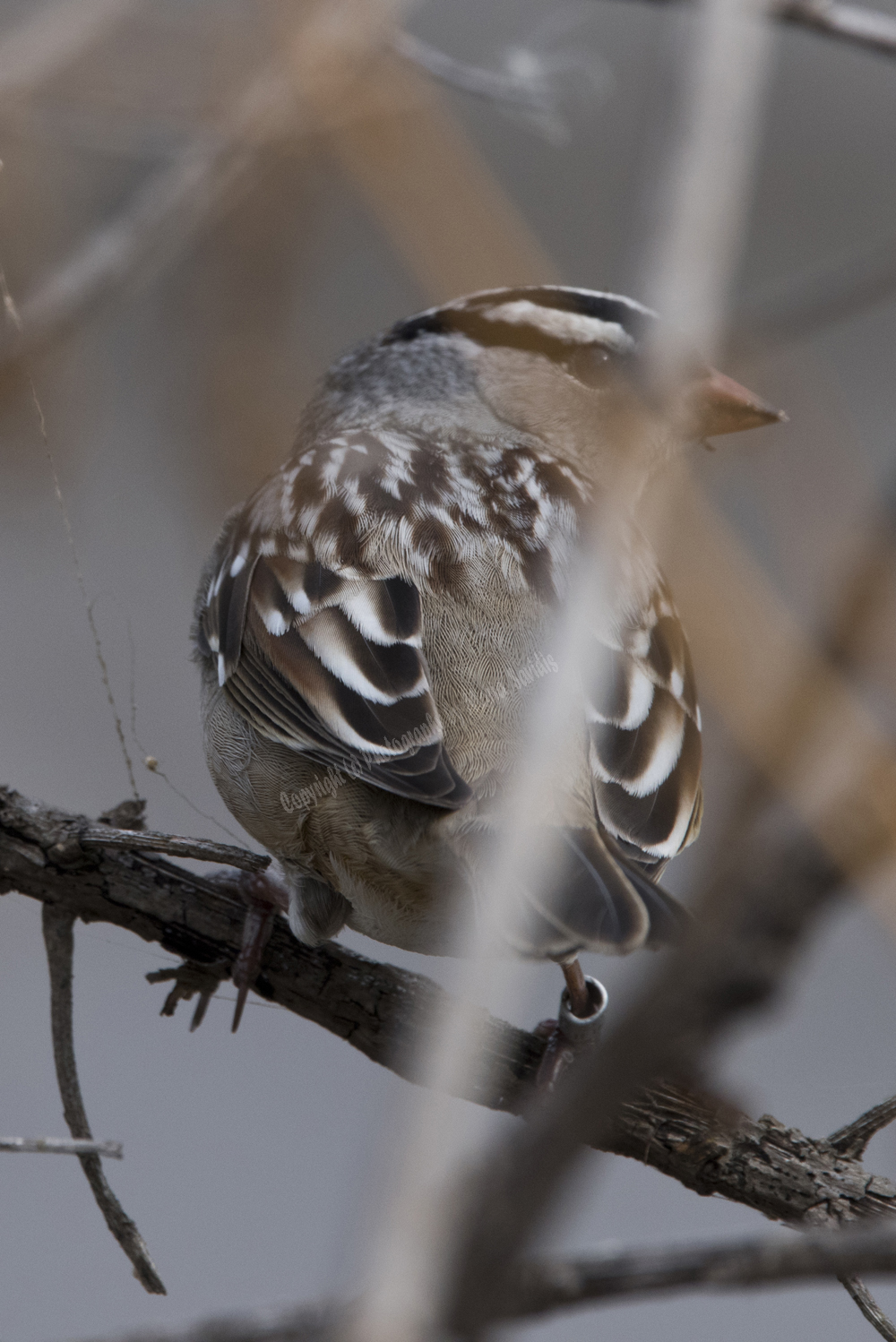 White-crowned Sparrow