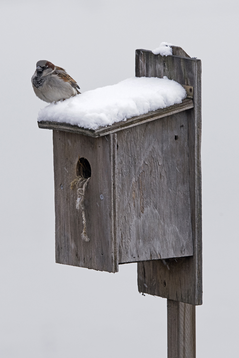 Bayonne, NJ, House Sparrow