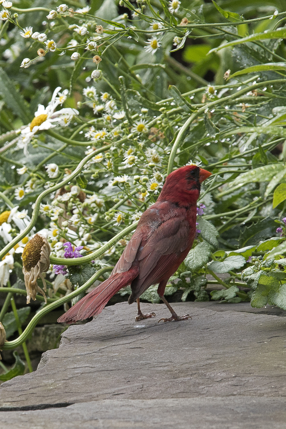 Northern Cardinal