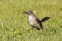 Maplewood, NJ June 2017-8ds-2929, Northern Mockingbird