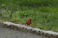 Maplewood, NJ 2017-70D-7482, Cardinal