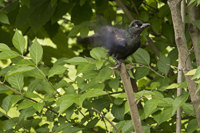 Maplewood, NJ June 2017-8ds-2369 Common Grackle