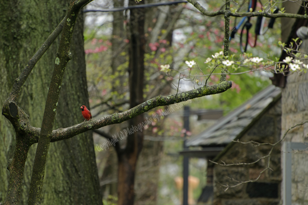 Male Red Northern Cardinal
