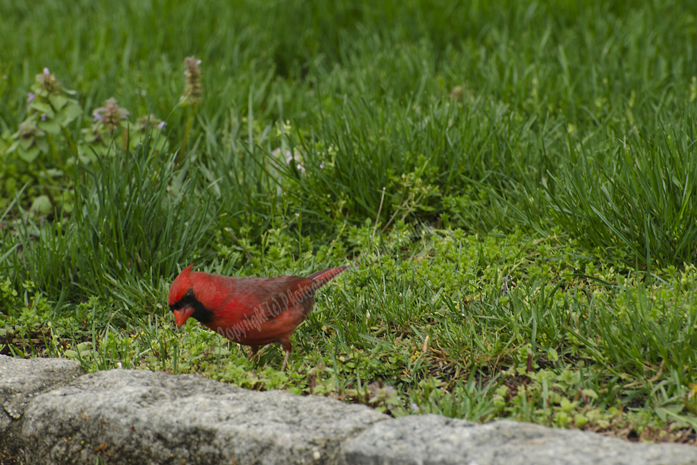Male Northern Cardinal