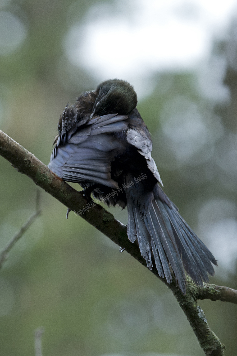 Common Grackle