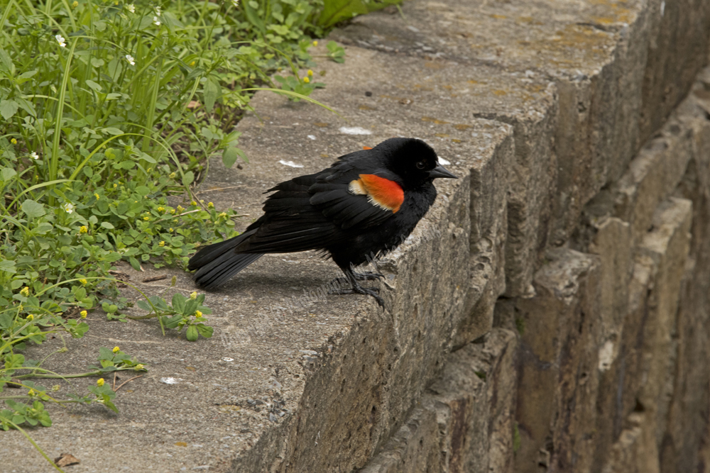Black-winged Blackbird, Maplewood, NJ 2017