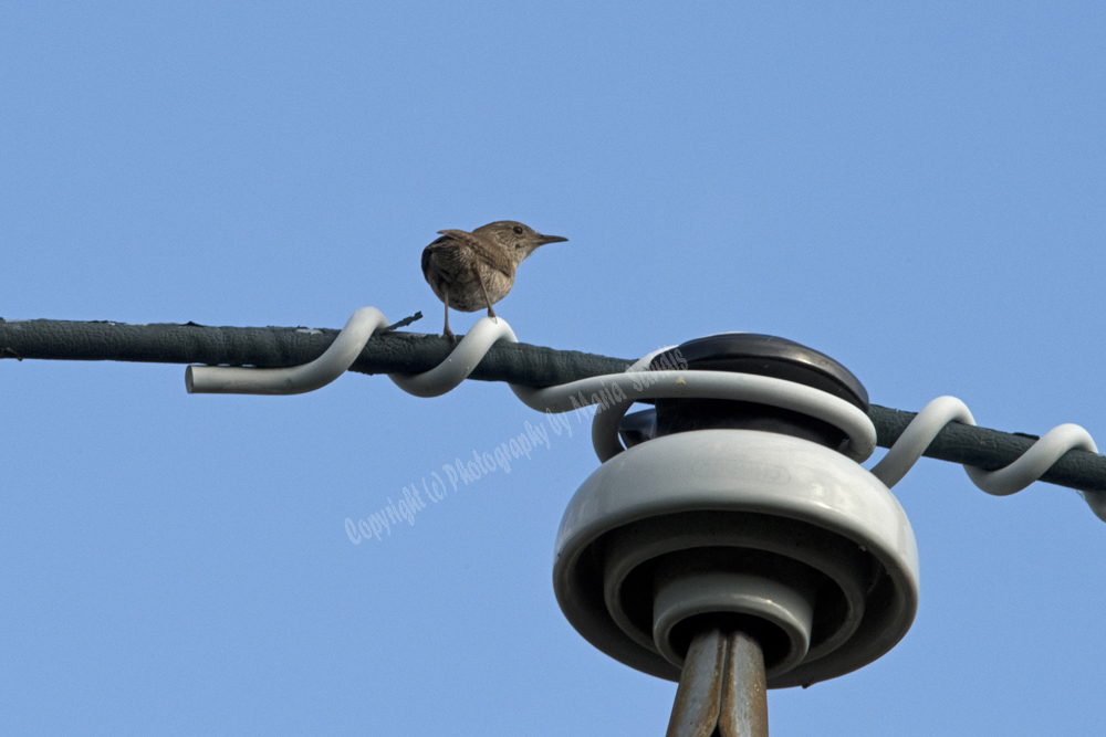 House Wren