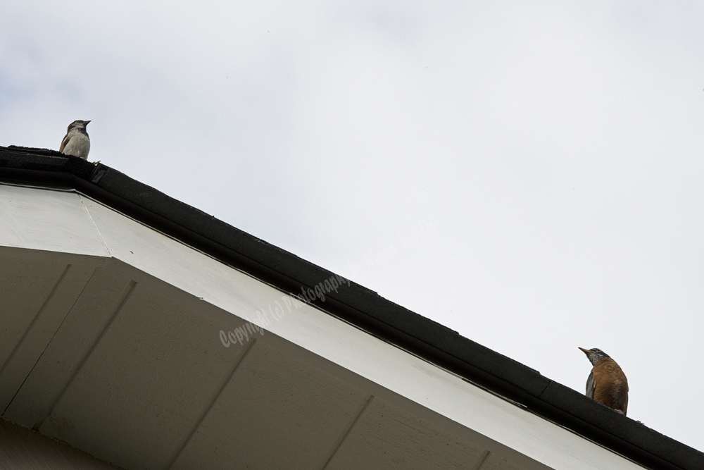 Robin and Sparrow