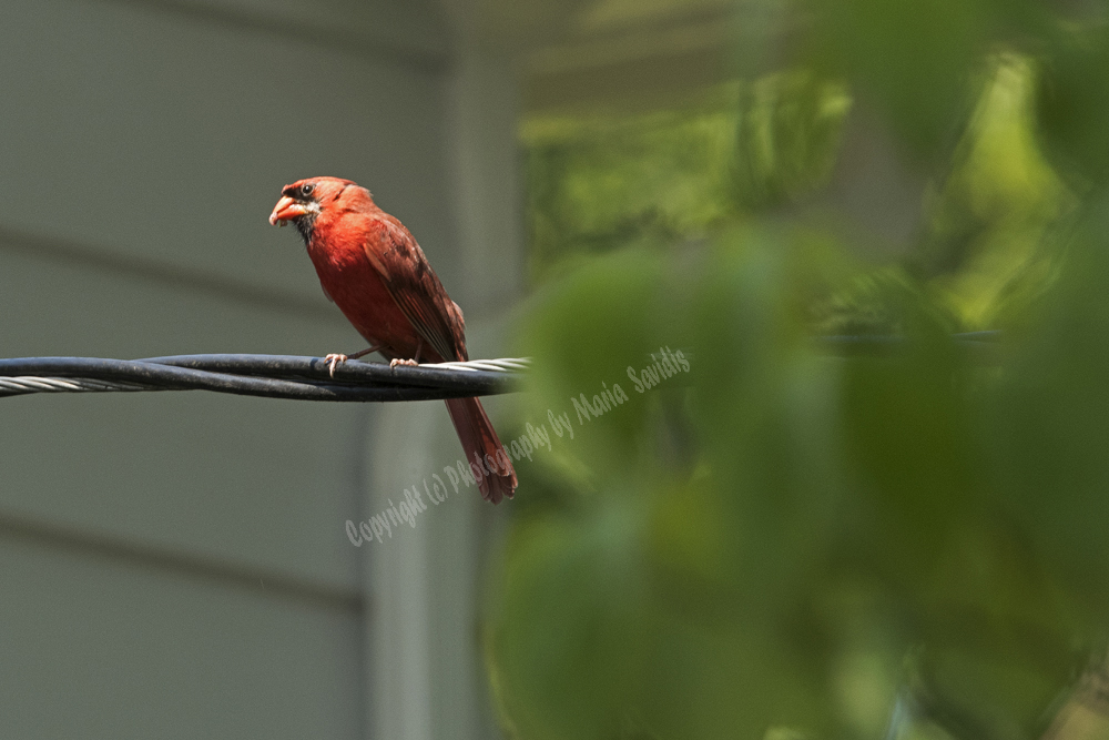 Male Northern Cardinal, Maplewood, NJ
