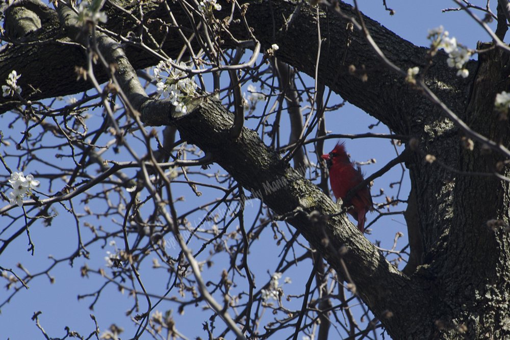 Male Northern Cardinal, Maplewood, NJ