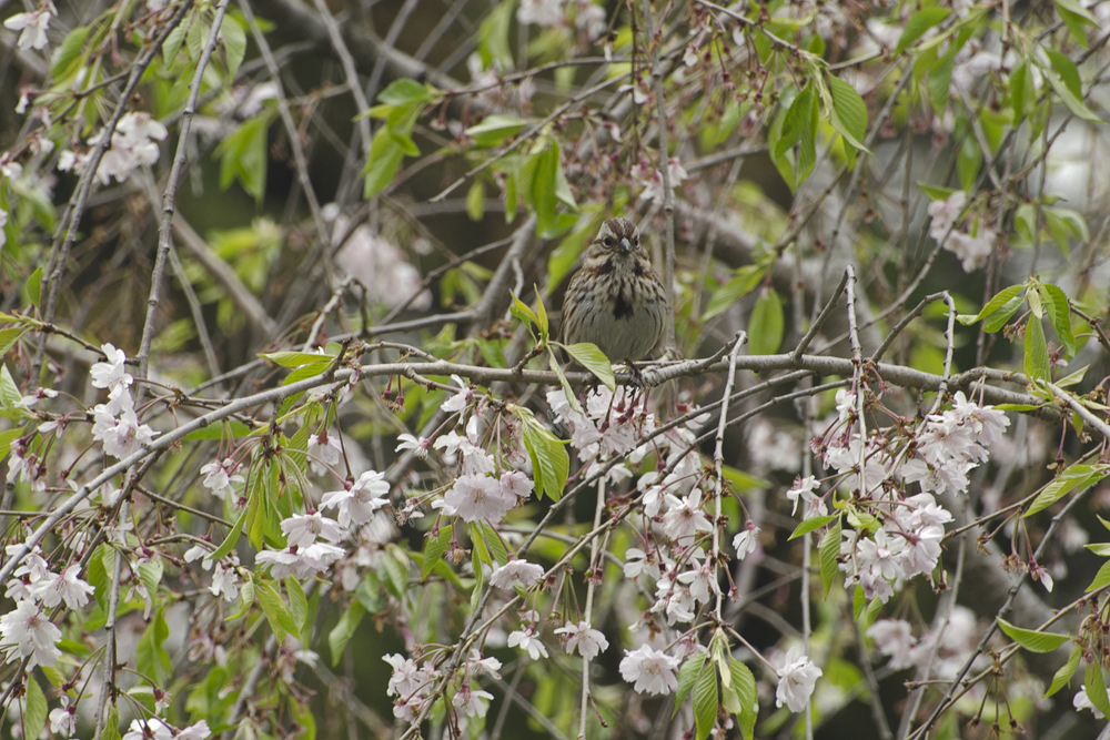 Song Sparrow