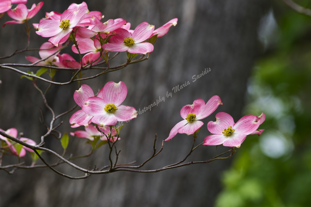 Dogwood Blossoms, Maplewood, NJ April 2018