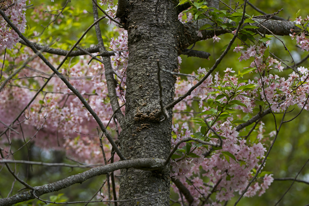 Pink Blossoms, Maplewood, NJ April 2018