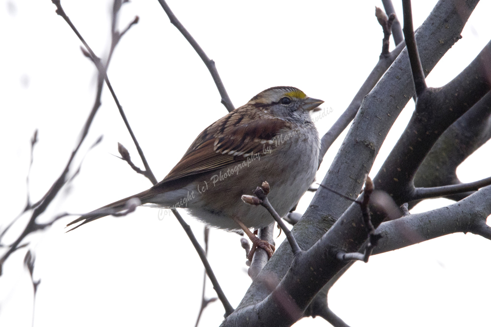 White-throated Sparrow