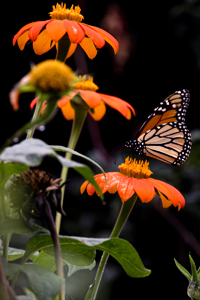Morristown, NJ 2017-8DS-6919, Monarch Butterfly