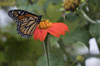 Morristown, NJ 2017-8DS-6922, Monarch Butterfly