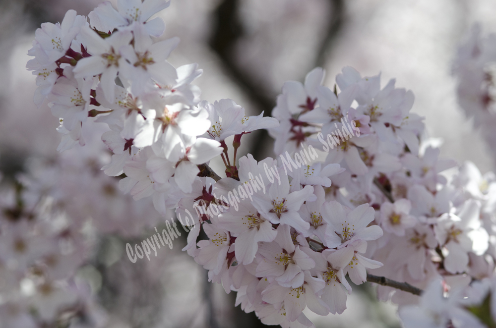 Cherry Blossoms, Branch Brook Park, Newark, NJ 
