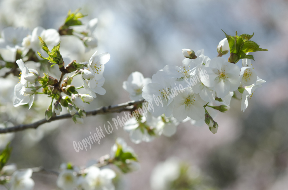 Cherry Blossoms, Branch Brook Park, Newark, NJ 