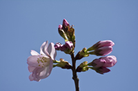Cherry Blossom, Branch Brook Park, Newark, NJ,  Spring 2015-0063
