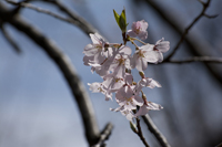 Cherry Blossom, Branch Brook Park, Newark, NJ,  Spring 2015-0064